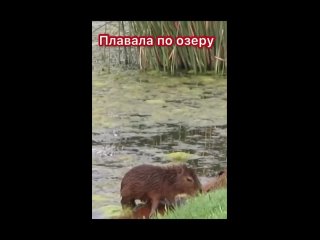 capybara swims so her teen like shorts capybara capybara